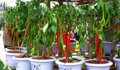 廣州蔬菜配送教您金絲絞瓜的種植5種方法