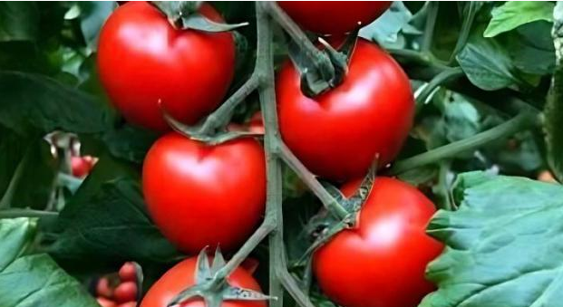 農產品配送了解大棚西紅柿應該如何防范灰霉病的發生？